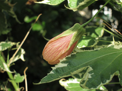 Abutilon x hybridum