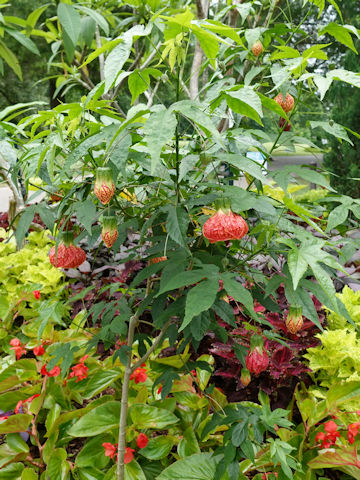 Abutilon x hybridum