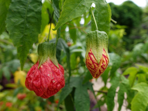 Abutilon x hybridum