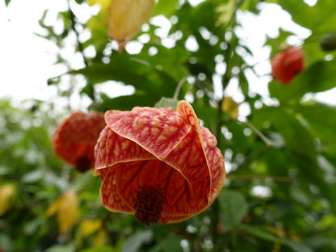 Abutilon x hybridum