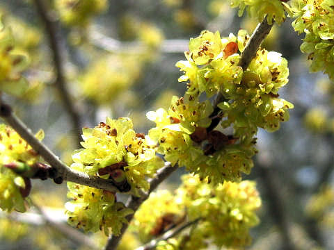 Lindera praecox