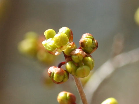 Lindera praecox