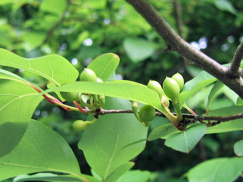 Lindera praecox