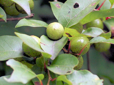 Lindera praecox