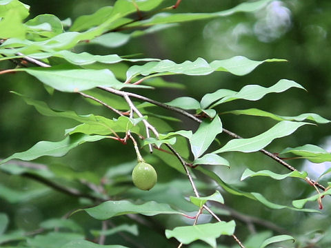 Lindera praecox