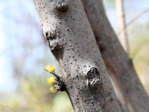 Lindera praecox