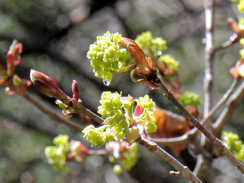 Lindera praecox