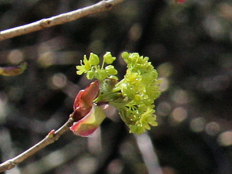 Lindera praecox