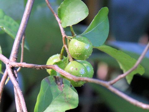 Lindera praecox