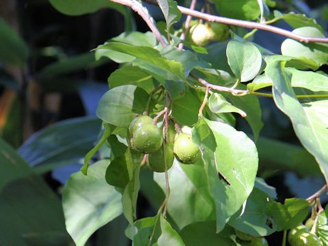 Lindera praecox