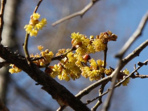 Lindera praecox