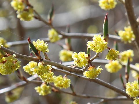 Lindera praecox