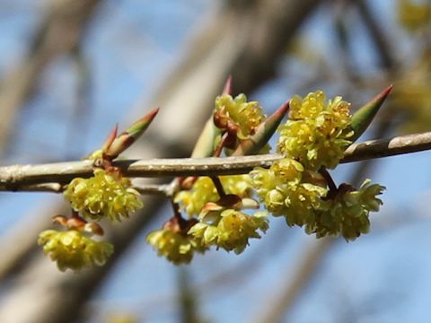 Lindera praecox