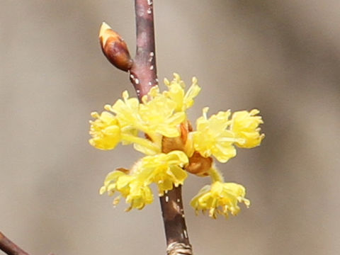 Lindera praecox