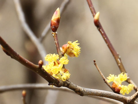 Lindera praecox