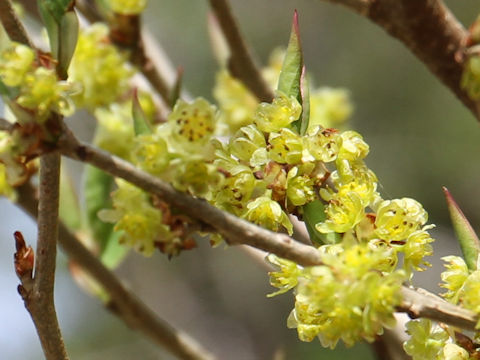 Lindera praecox