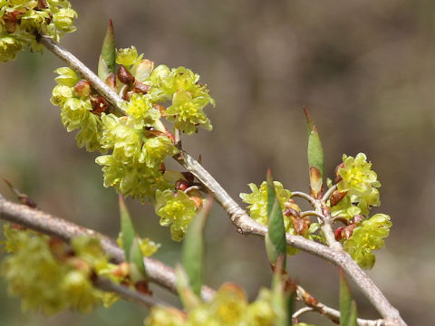 Lindera praecox