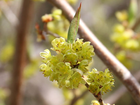 Lindera praecox