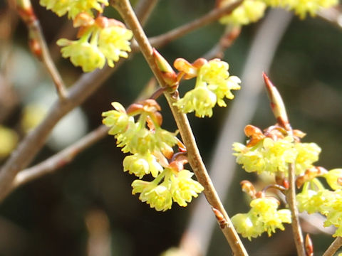 Lindera praecox