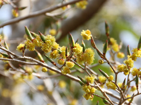 Lindera praecox