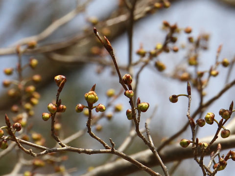 Lindera praecox