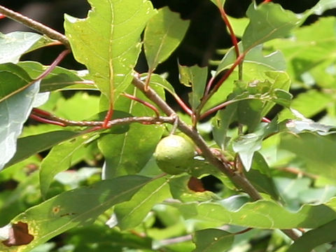 Lindera praecox