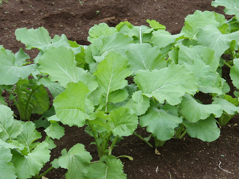 Brassica campestris