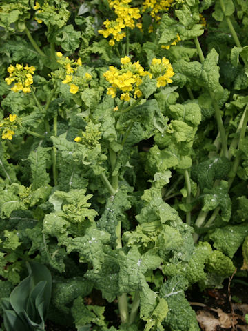 Brassica rapa var. oleifera