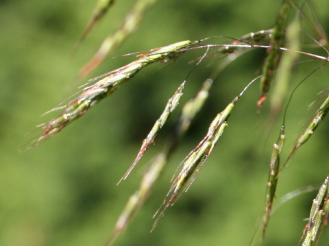 Eccoilopus cotulifer