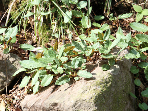 Bistorta abukumensis