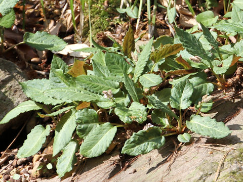 Bistorta abukumensis