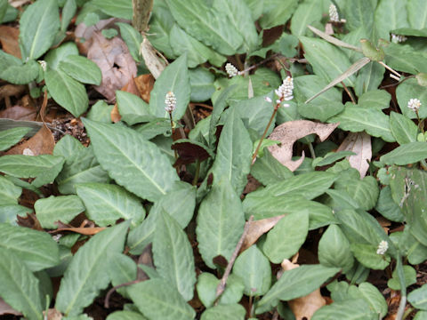 Bistorta abukumensis