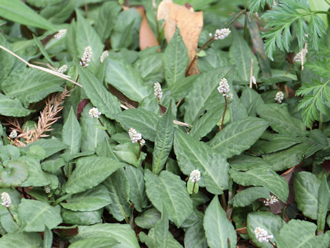 Bistorta abukumensis