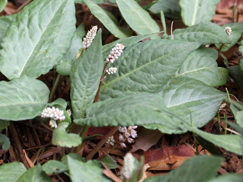 Bistorta abukumensis