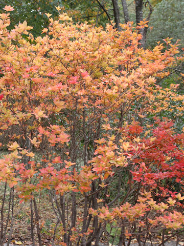 Enkianthus subsessilis