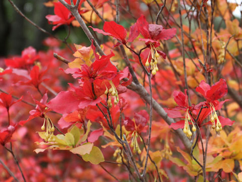 Enkianthus subsessilis