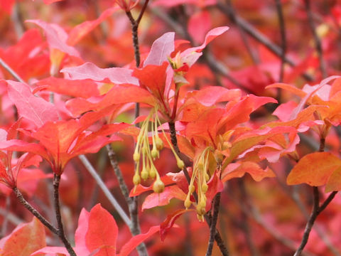 Enkianthus subsessilis