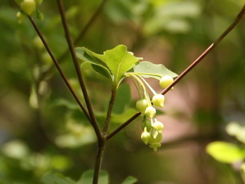 Enkianthus subsessilis