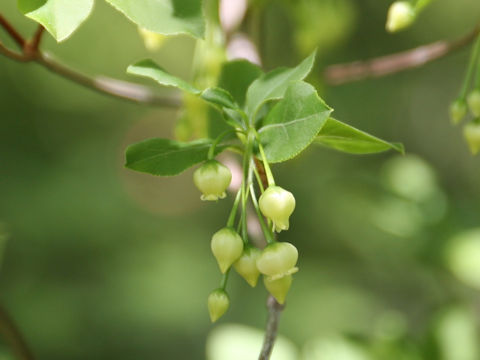 Enkianthus subsessilis