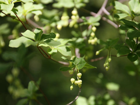 Enkianthus subsessilis