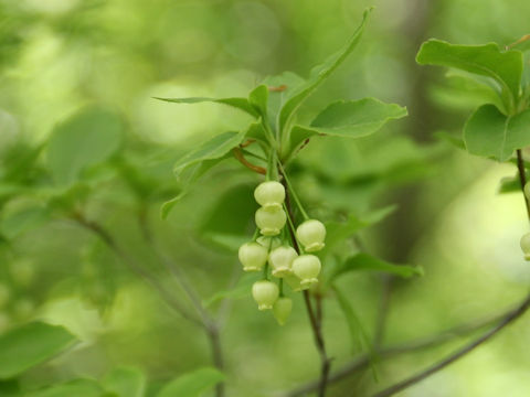 Enkianthus subsessilis