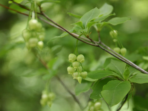 Enkianthus subsessilis