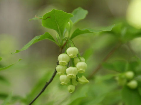 Enkianthus subsessilis