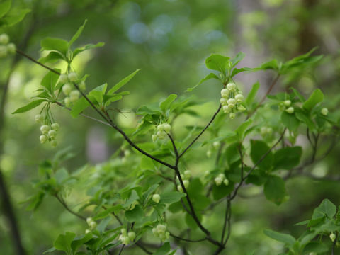 Enkianthus subsessilis