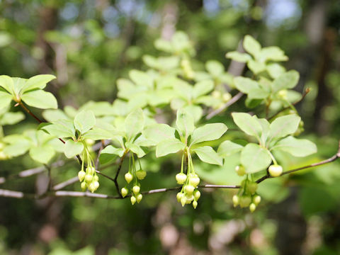 Enkianthus subsessilis