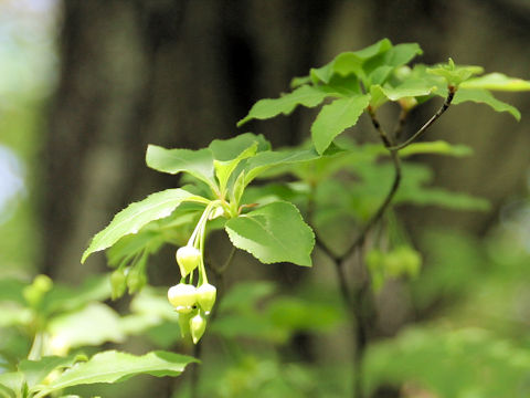 Enkianthus subsessilis