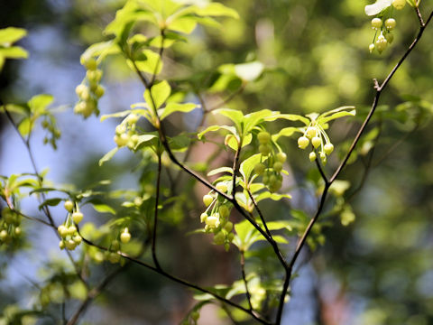 Enkianthus subsessilis