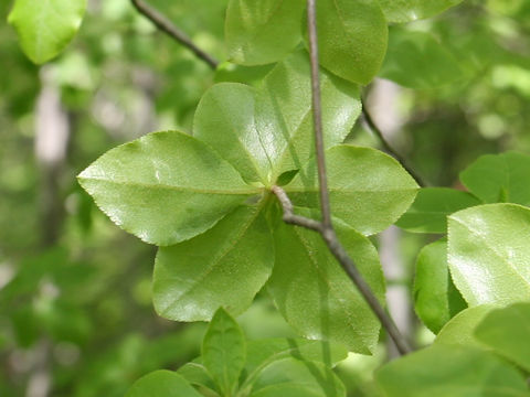 Enkianthus subsessilis