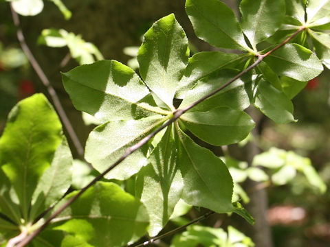 Enkianthus subsessilis