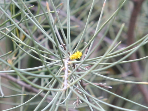 Acacia aneura